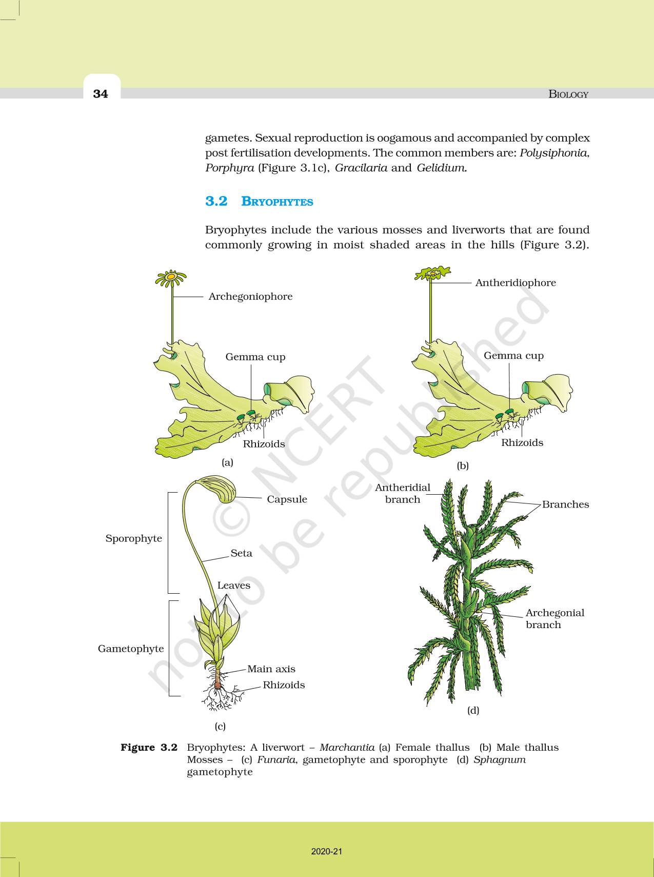 Plant Kingdom - NCERT Book Of Class 11 Biology